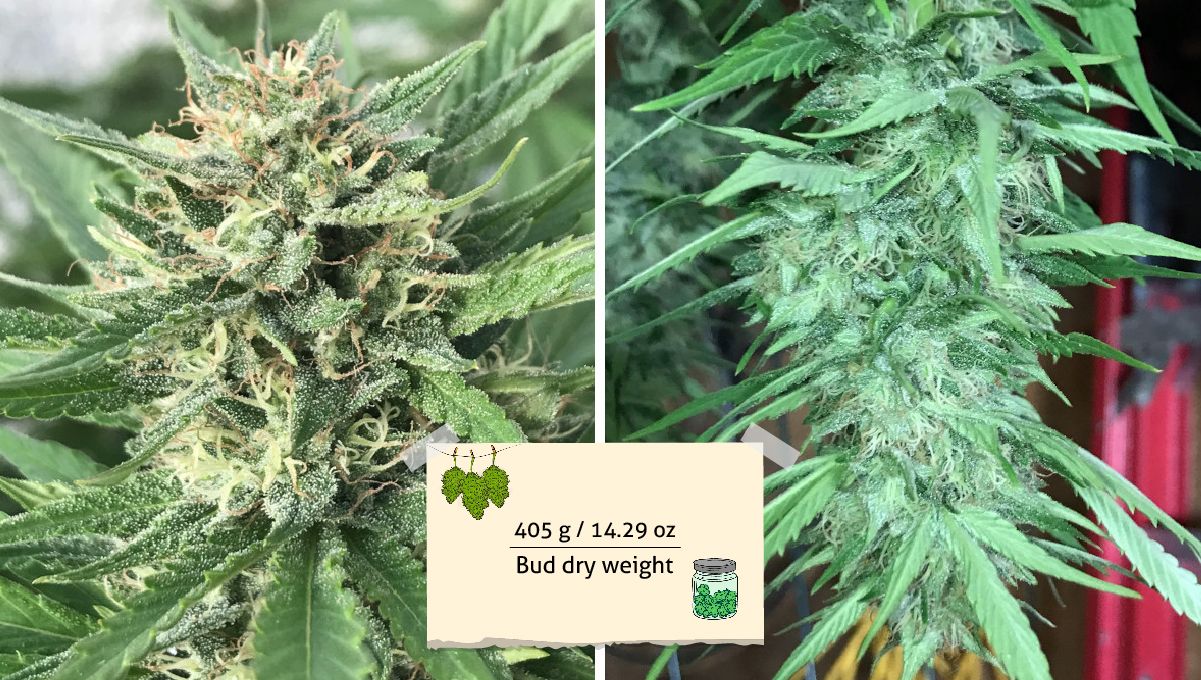 Gorilla Cookies FF cannabis strain: outcome | an outdoor bud right before the harvest and the same bud hung upside down to dry Gorilla Cookies FF cannabis strain: outcome | an outdoor bud right before the harvest and the same bud hung upside down to dry