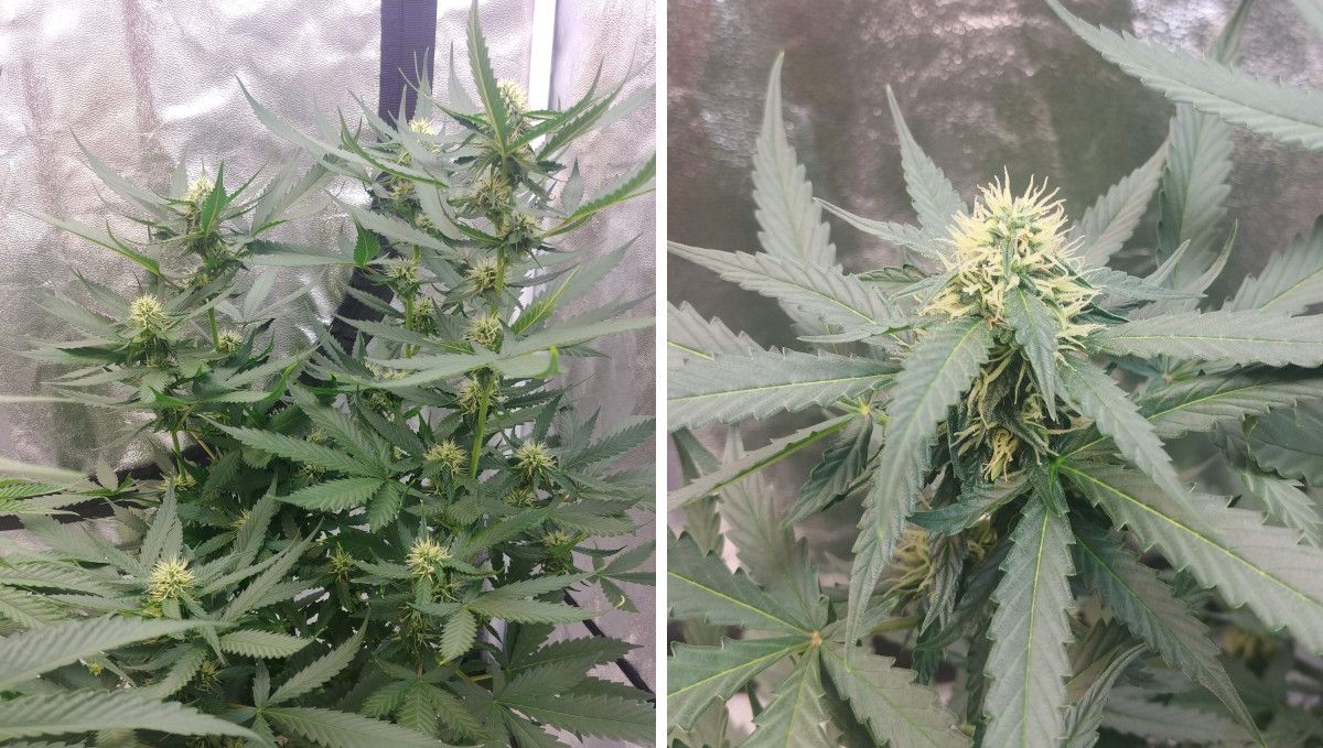 Auto Mazar cannabis strain: early flower | weeks 6-7 | the immature, fluffy flowering tops