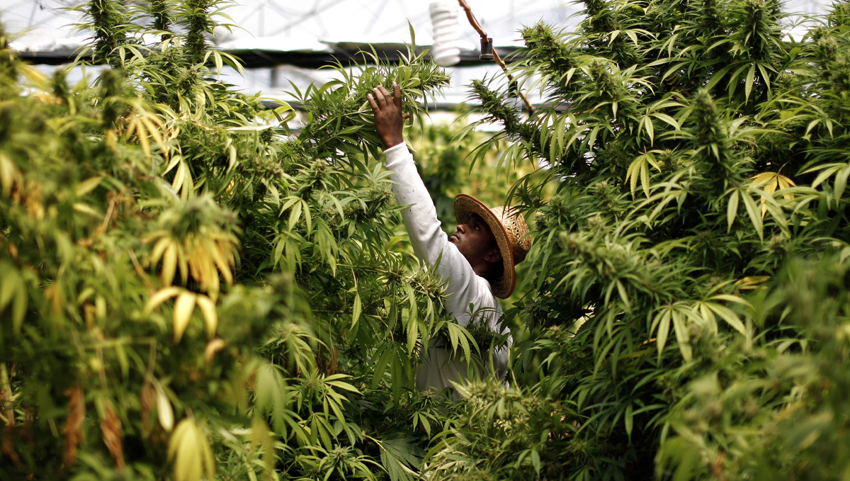 Jamaica’s Government is Busting Marijuana Myths: A young man in a straw hat working on tall cannabis plants in a greenhouse Jamaica’s Government is Busting Marijuana Myths: A young man in a straw hat working on tall cannabis plants in a greenhouse