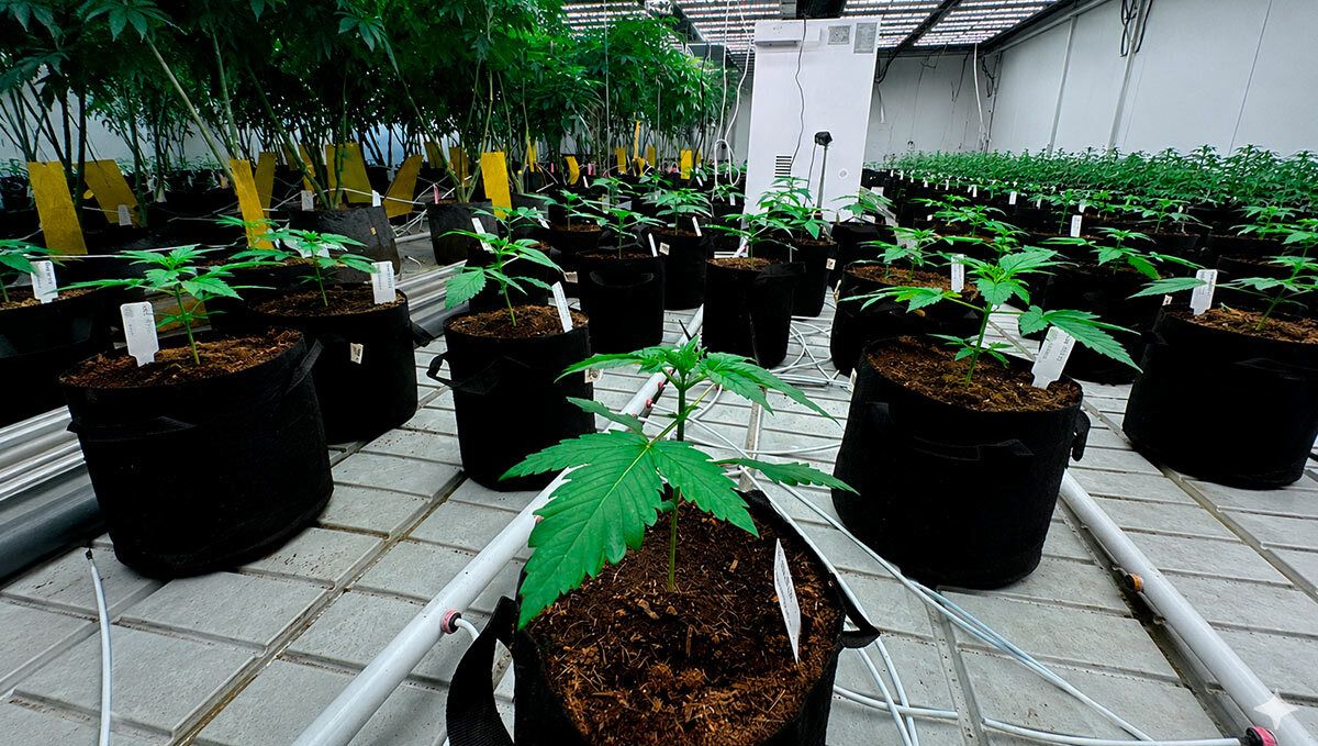 186.jpg Lemon Cherry Cookies Auto