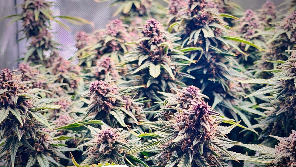 Stunning Banana Purple Punch RF3 presented by @ChrisNbrandi in full bloom.