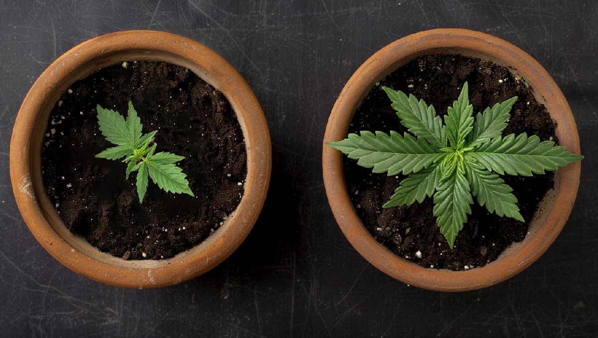 Transplanting Cannabis: The Ultimate Guide: A smaller and a bigger seedlings side by side Transplanting Cannabis: The Ultimate Guide: A smaller and a bigger seedlings side by side