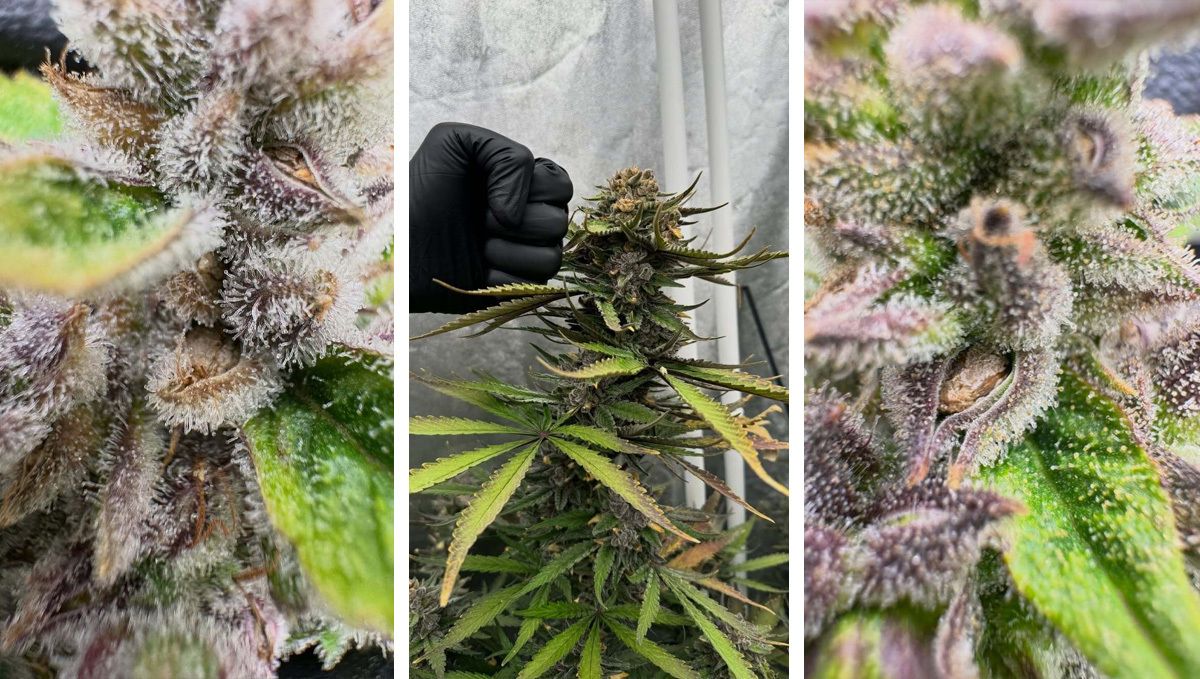 cov54.jpg Gorilla Cookies Breeding