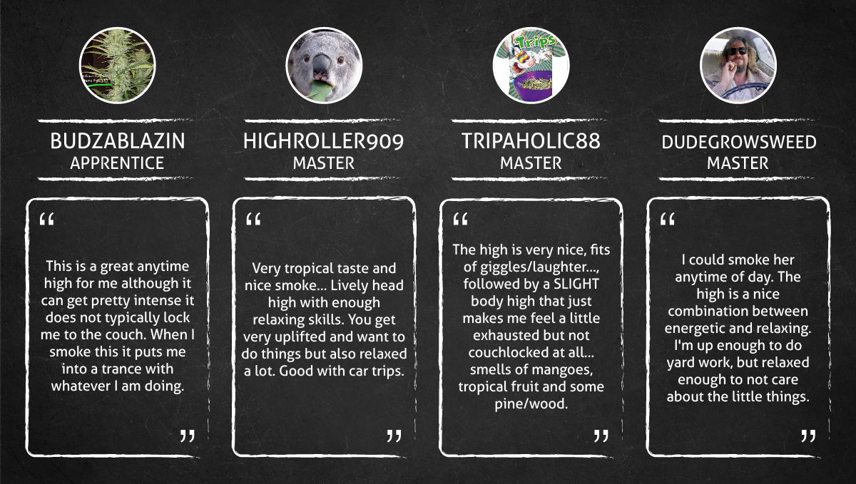 Mexican Airlines Auto cannabis strain: smoke report