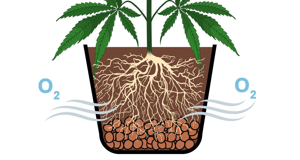 How to fix overwatered and underwatered cannabis plants: The crucial role of roots in cannabis plant health