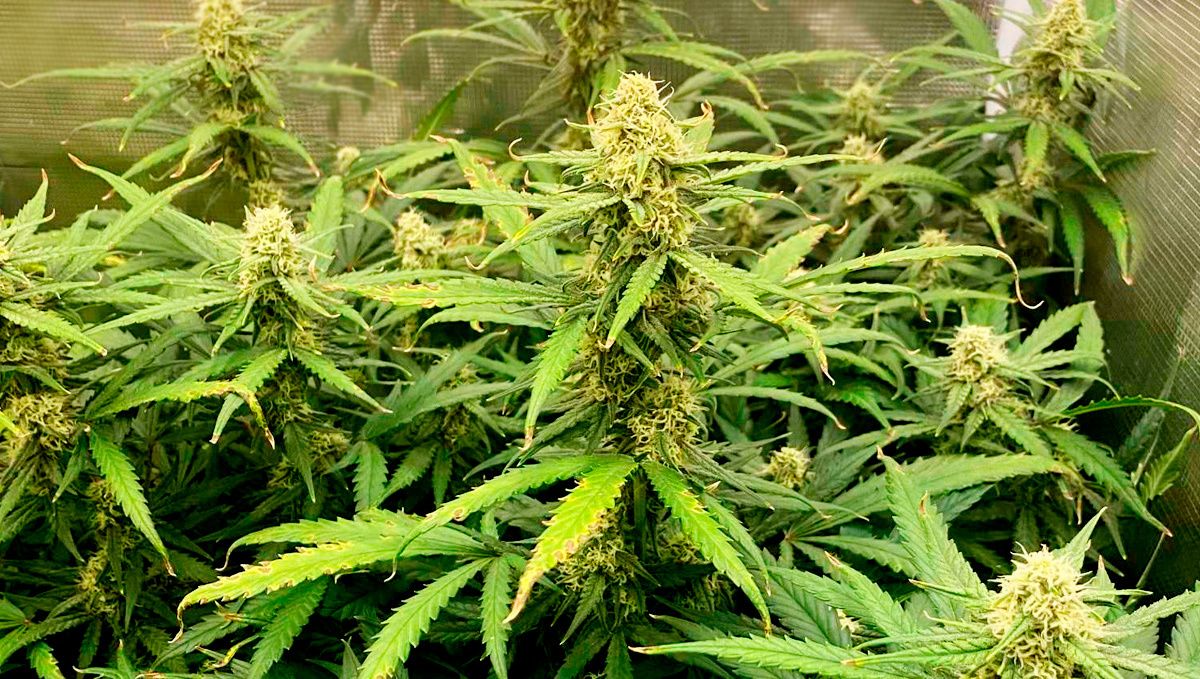 Trainwreck auto week-by-week: flowering stage week 7 Trainwreck auto week-by-week: flowering stage week 7