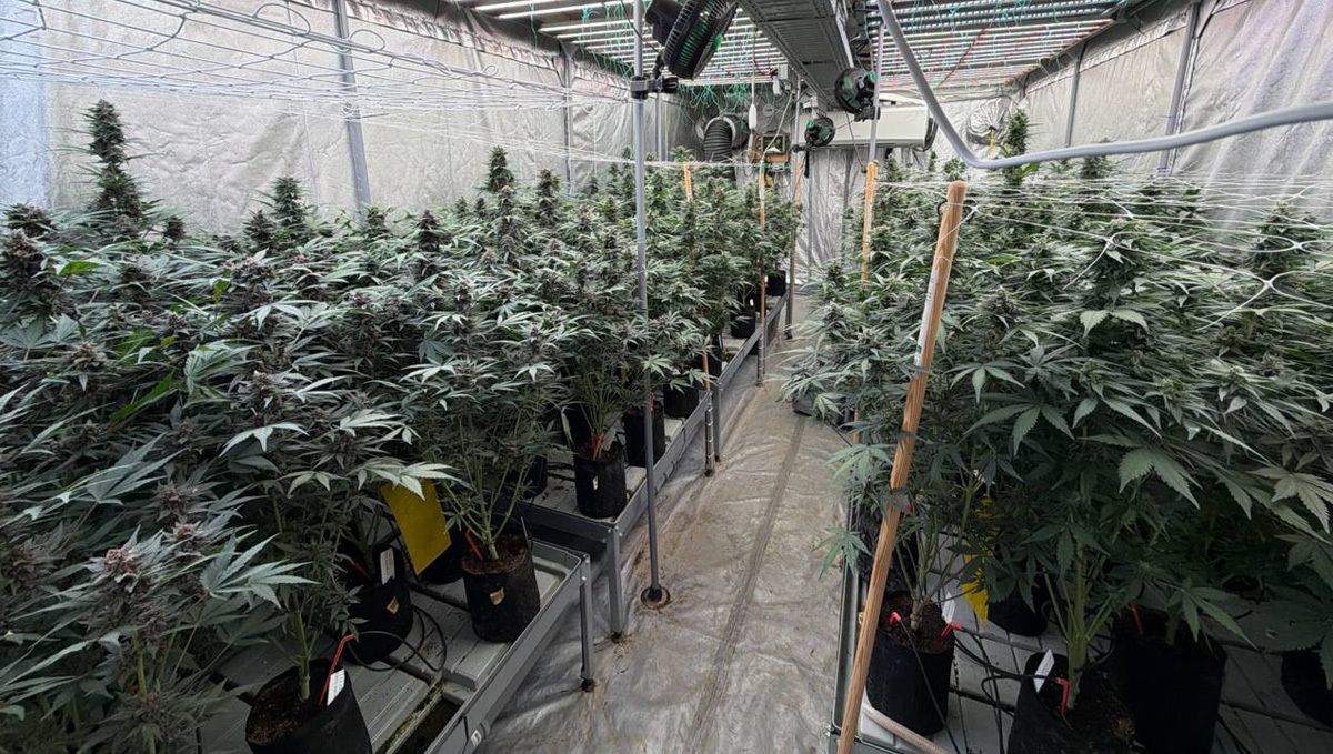 Lemon Cherry Cookies Jungle