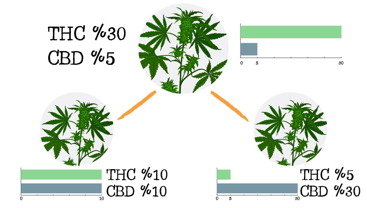 Iprs in cannabis: iprs on medical cannabis Iprs in cannabis: iprs on medical cannabis