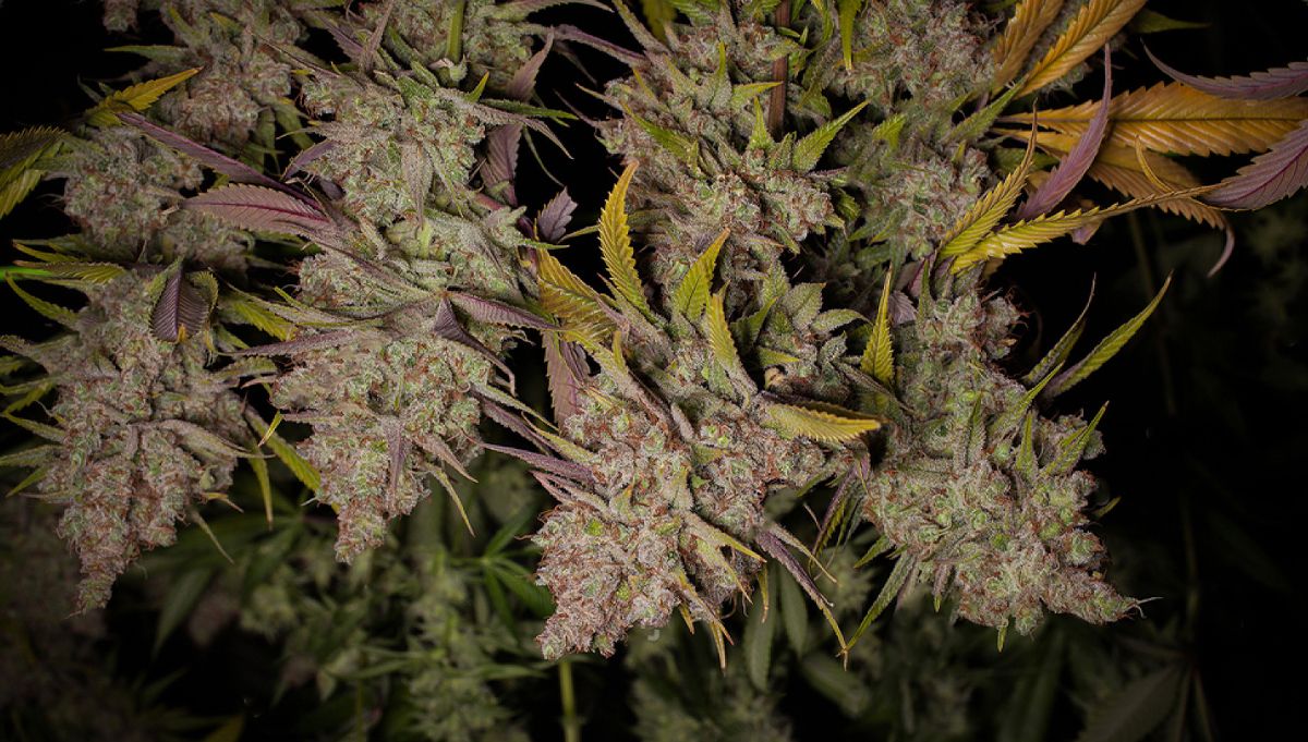 Wie man Weedblüten trocknet: Hängemethode