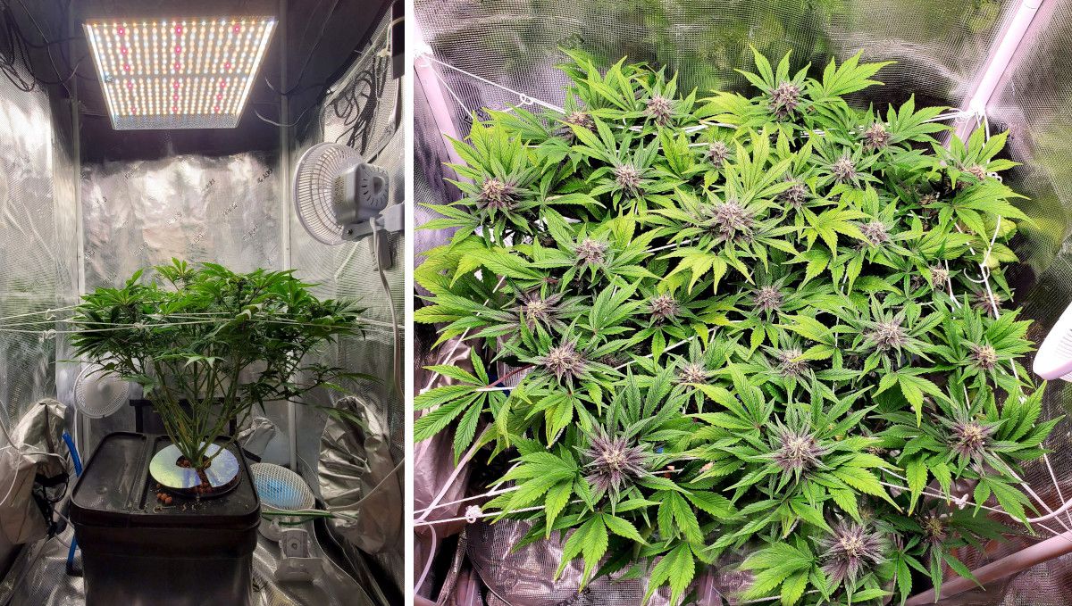 Blackberry Auto cannabis strain: early flower | weeks 6-7 | a plant in a grow tent and a DWC system seen from the side and from the top