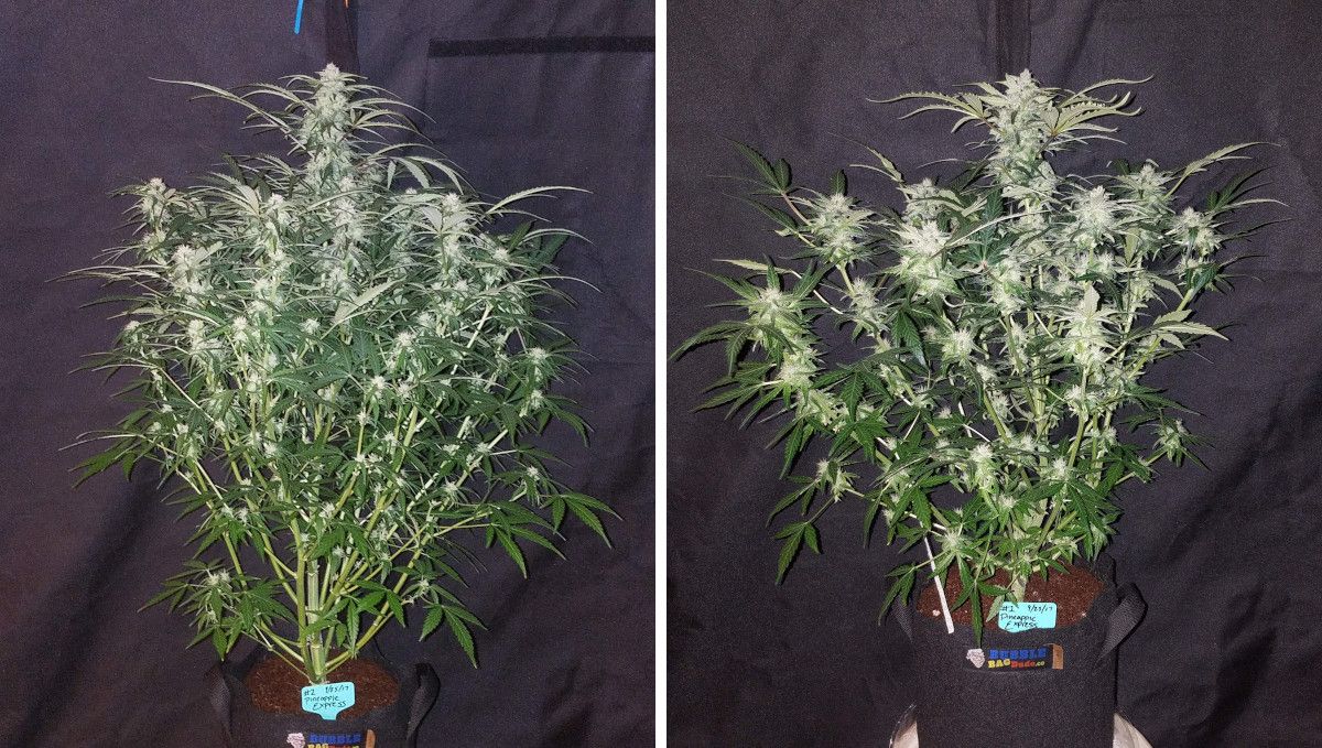 Pineapple Express Auto cannabis strain: early flower | weeks 6-7 | two indoor marijuana plants: one stretchier and the other more compact Pineapple Express Auto cannabis strain: early flower | weeks 6-7 | two indoor marijuana plants: one stretchier and the other more compact
