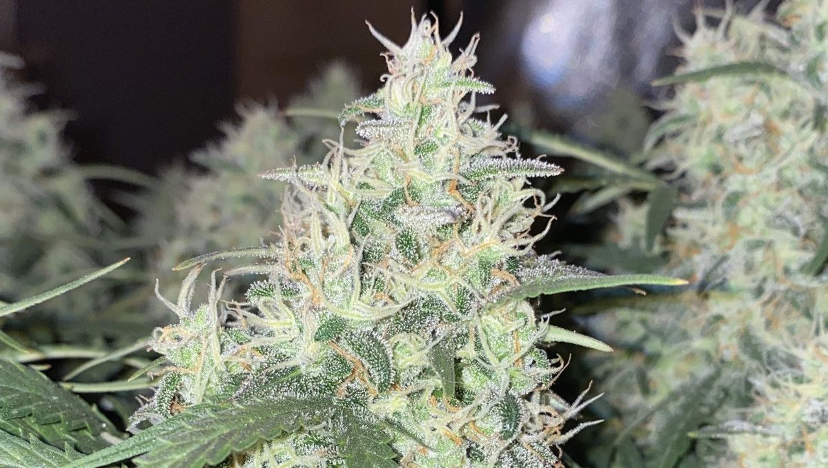 Skunk Auto Cannabis-Sorte Wochen-für-Wochen-Anleitung: Eine Nahaufnahme einer dicken Cola, bedeckt mit Kristallen und nur wenigen bernsteinfarbenen Blütenstempeln zwischen vielen weißen. Skunk Auto Cannabis-Sorte Wochen-für-Wochen-Anleitung: Eine Nahaufnahme einer dicken Cola, bedeckt mit Kristallen und nur wenigen bernsteinfarbenen Blütenstempeln zwischen vielen weißen.