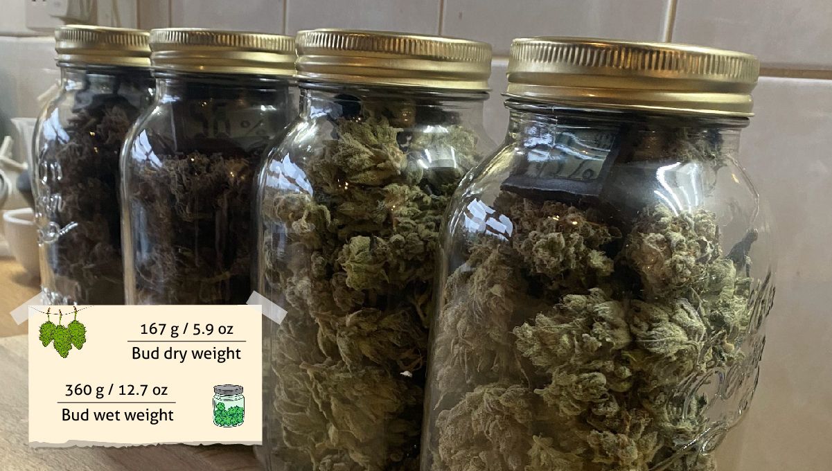 Gorilla Cookies Auto Cannabis Strain Week-by-Week Guide: Mason jars filled with bud