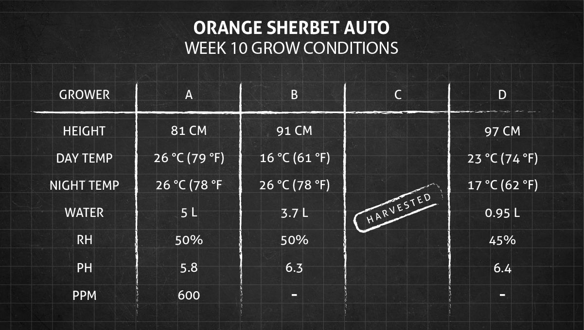 Orange Sherbet Auto Cannabis Strain Week-by-Week Guide: Week 10 grow conditions Orange Sherbet Auto Cannabis Strain Week-by-Week Guide: Week 10 grow conditions