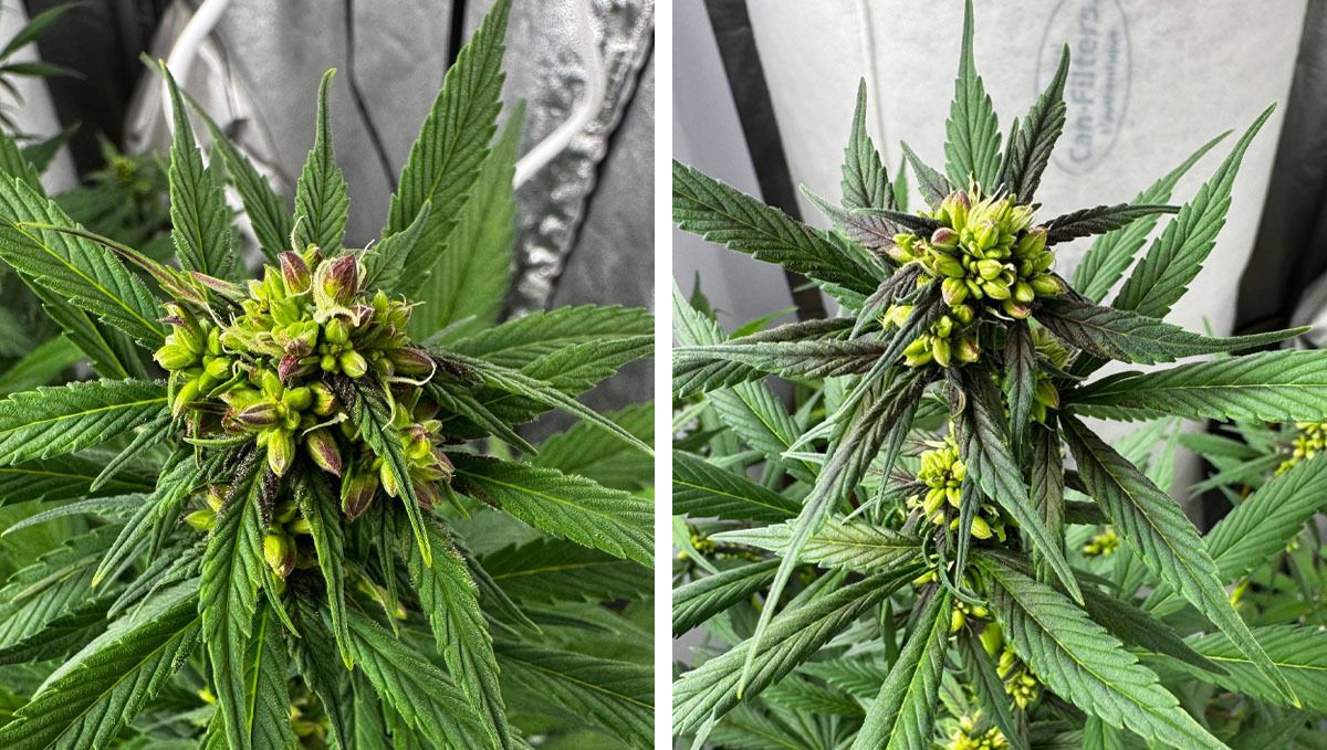 Males of Lemon Cherry Cookies