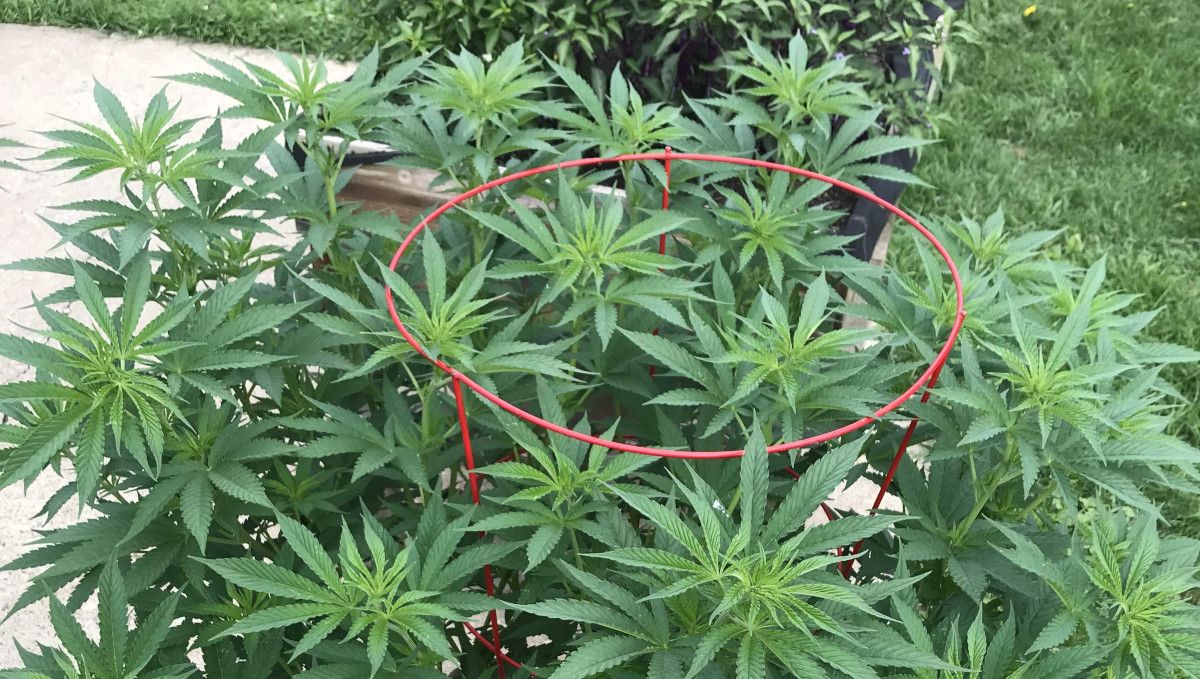 Gorilla Cookies FF cannabis strain: transition (pre-flower) | an outdoor plant with a flat multi-branch canopy Gorilla Cookies FF cannabis strain: transition (pre-flower) | an outdoor plant with a flat multi-branch canopy