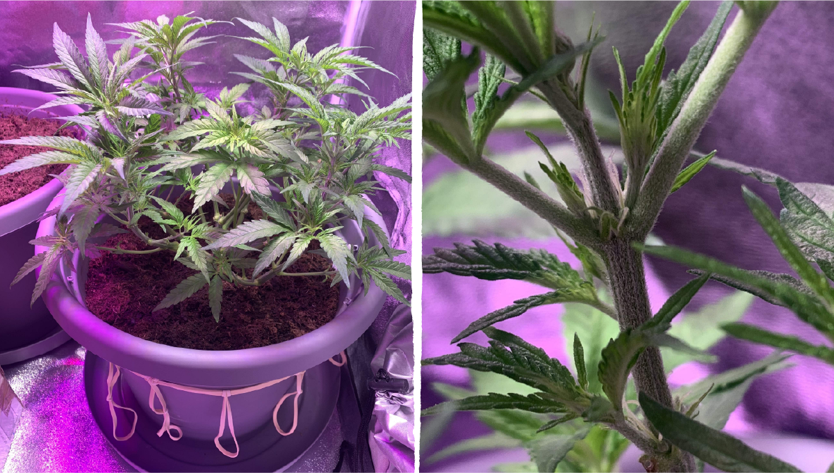 Acapulco gold cannabis strain week-by-week guide: transition (pre-flower) | week 6-7