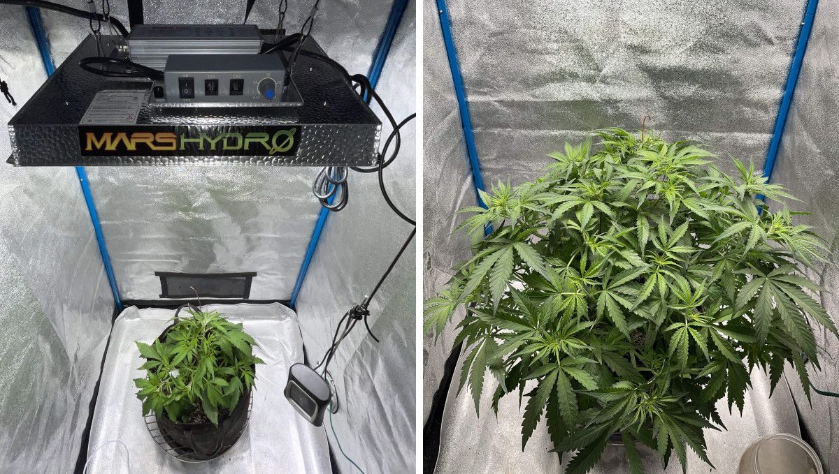 Green Crack Auto cannabis strain: mid veg | weeks 3-4 | an autoflower indoors at weeks 3 and 5