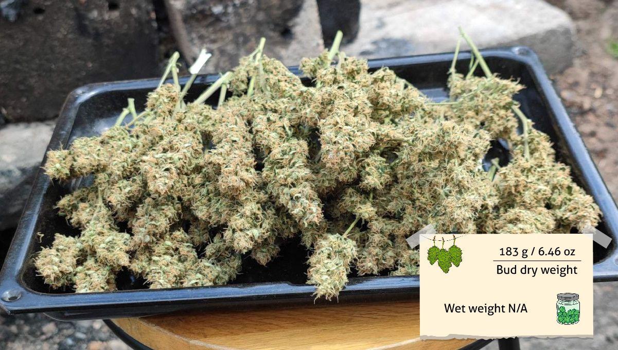 Strawberry Banana Auto cannabis strain: yield and smoke report