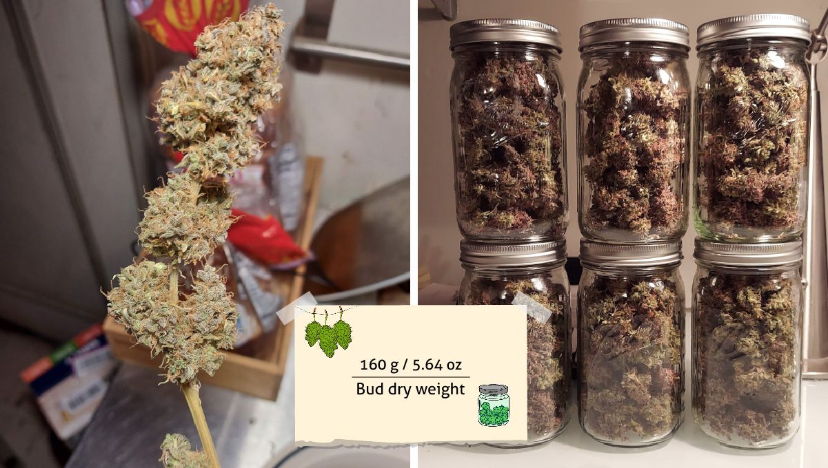 Super Lemon Haze Auto cannabis strain: harvest | one dry branch covered in well-trimmed buds and several glass jars standing on top of each other and filled with dry marijuana flowers Super Lemon Haze Auto cannabis strain: harvest | one dry branch covered in well-trimmed buds and several glass jars standing on top of each other and filled with dry marijuana flowers