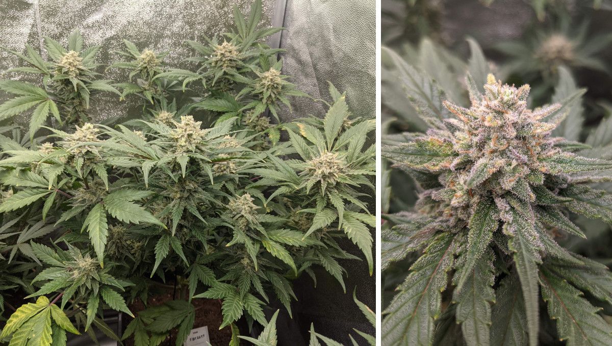 Tropicana Cookies Auto cannabis strain: mid flower (bulk phase) | weeks 8-9 | a maturing weed plant with big buds that look almost ready Tropicana Cookies Auto cannabis strain: mid flower (bulk phase) | weeks 8-9 | a maturing weed plant with big buds that look almost ready