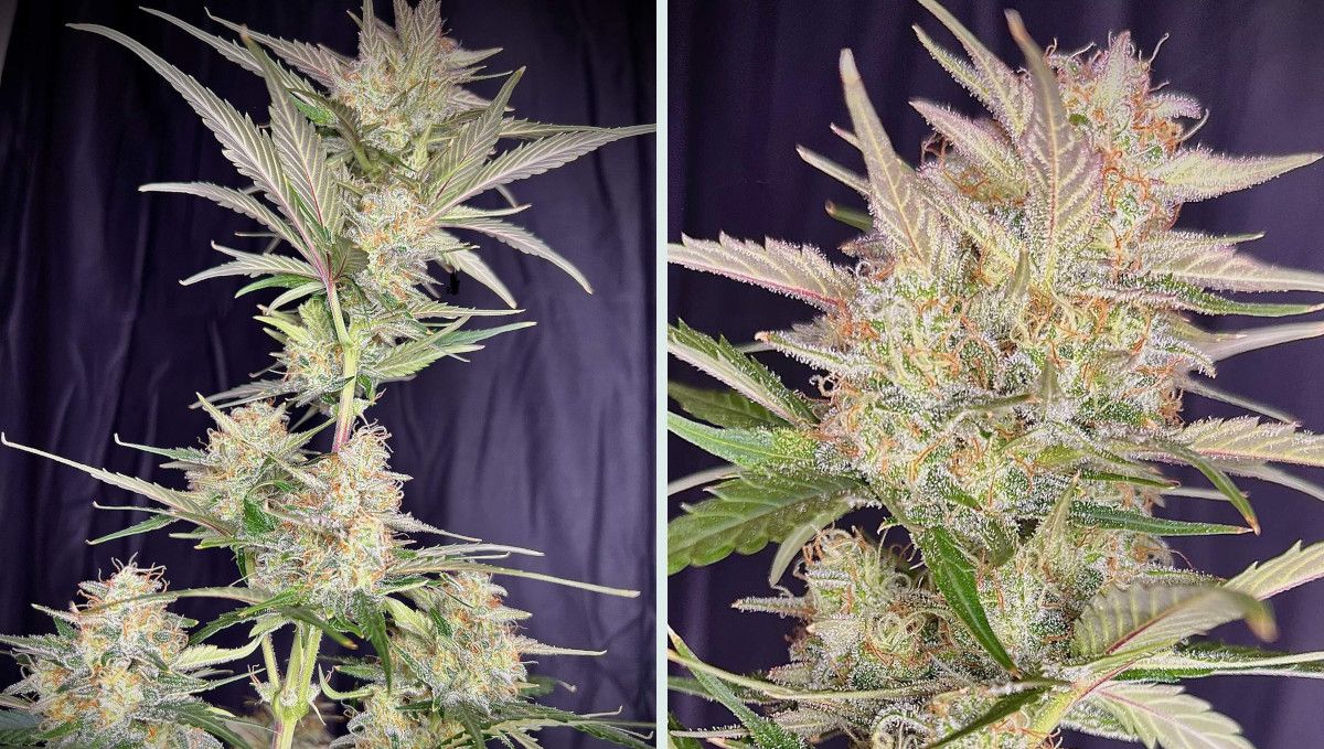 Strawberry Gorilla Auto Cannabissorte: mittlere Blüte (Massephase) | Wochen 8-9 | schön gestapelte Blütenstände Strawberry Gorilla Auto Cannabissorte: mittlere Blüte (Massephase) | Wochen 8-9 | schön gestapelte Blütenstände