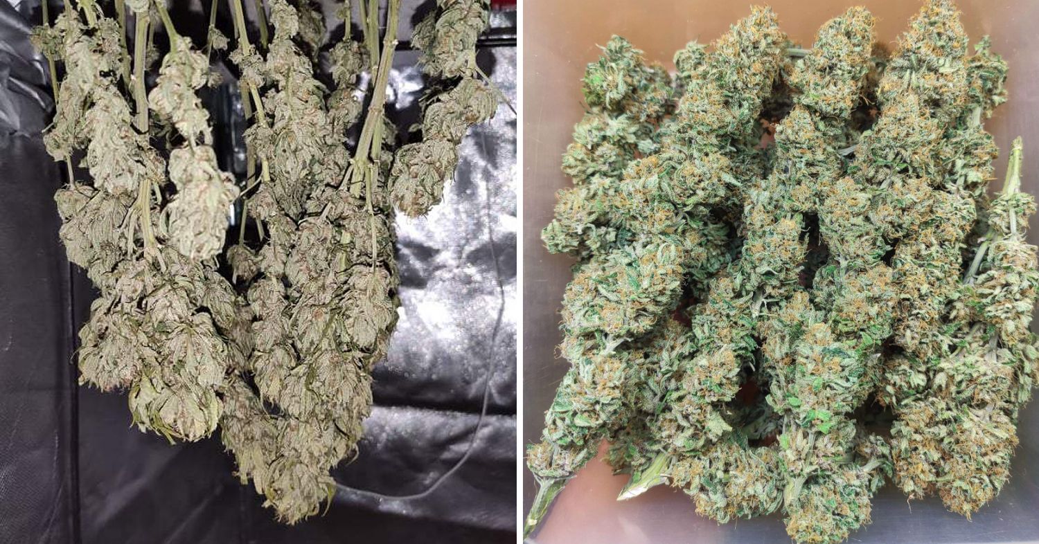 Durban poison week-by-week: week 11