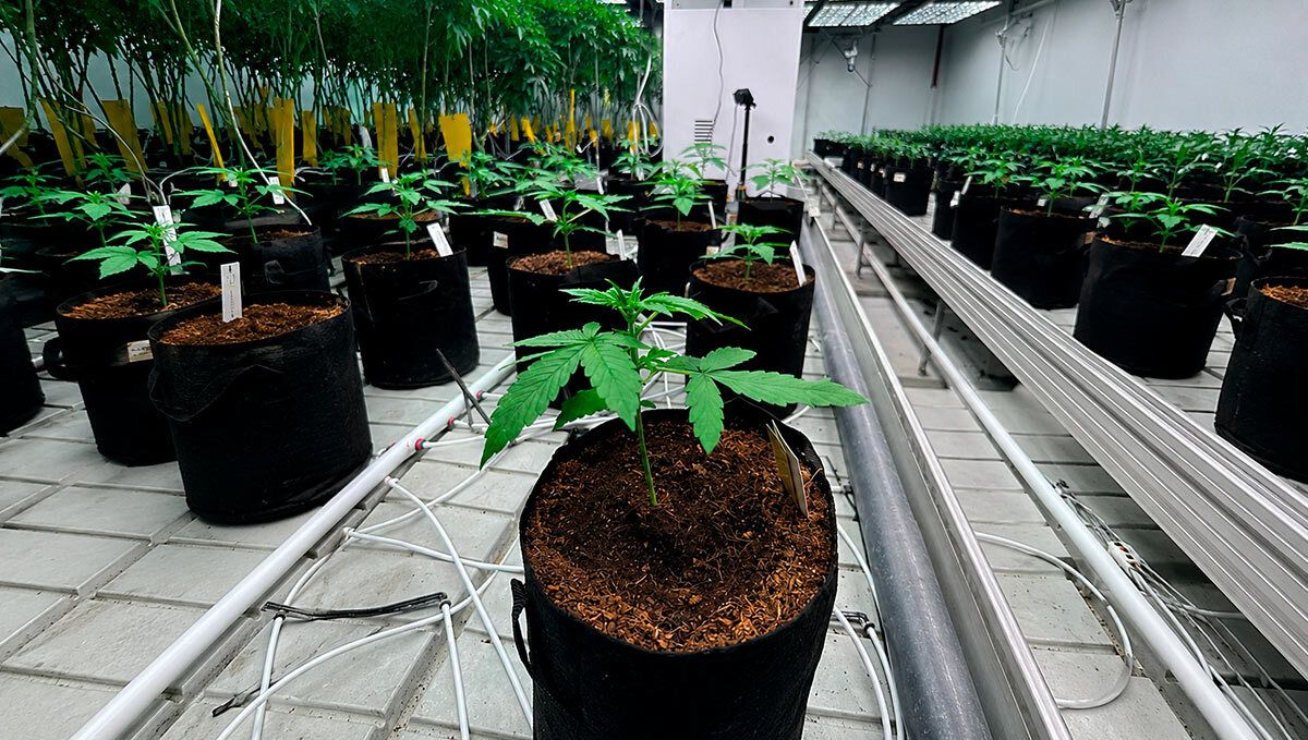 187.jpg Lemon Cherry Cookies Auto