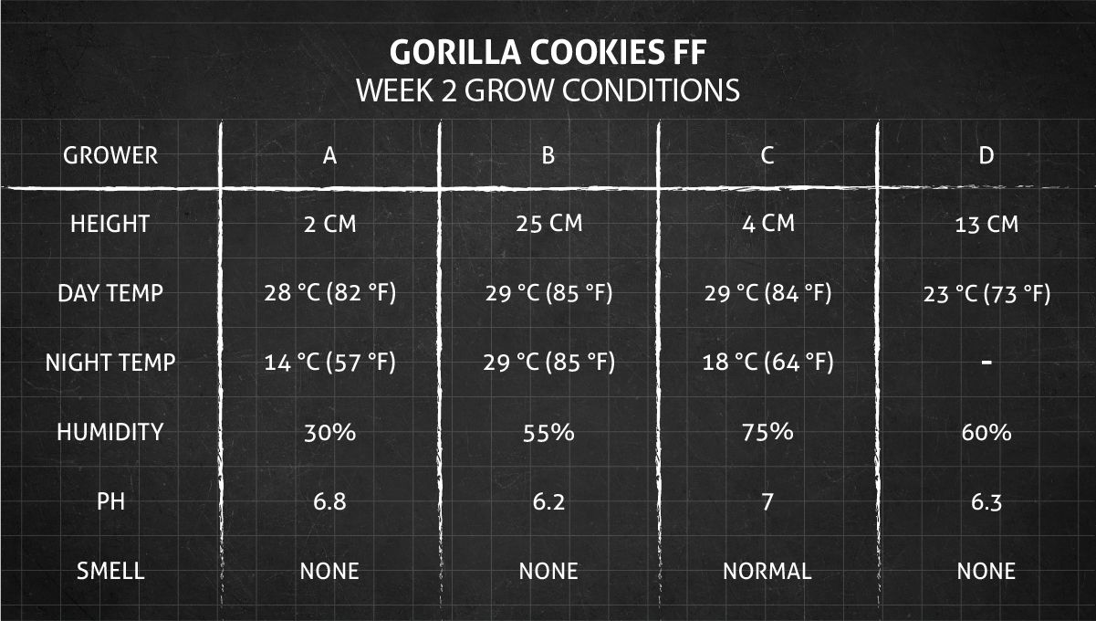 Gorilla Cookies FF cannabis strain: week 2 grow conditions Gorilla Cookies FF cannabis strain: week 2 grow conditions