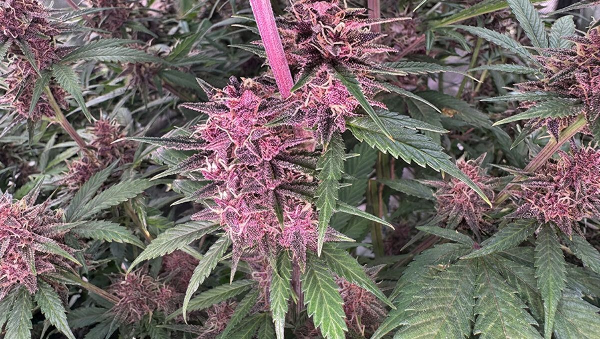 Banana Purple Punch Auto RF3