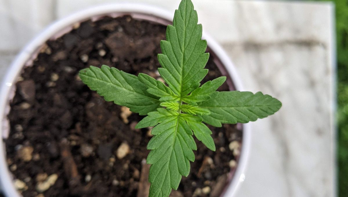 Green Crack Auto cannabis strain: early veg | week 2 | a seedling in a solo cup on day 10