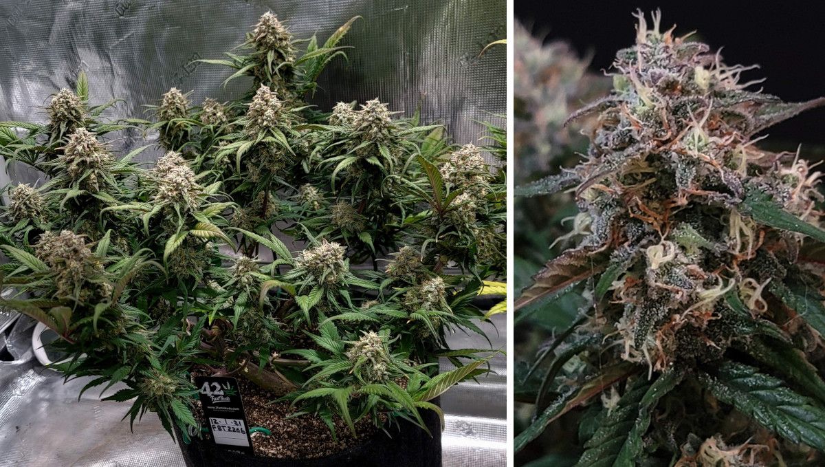 Gorilla Z Auto cannabis strain: mid flower (bulk phase) | weeks 8-9 | a low-profile, multi-branch marijuana plant and a closeup of its nugget