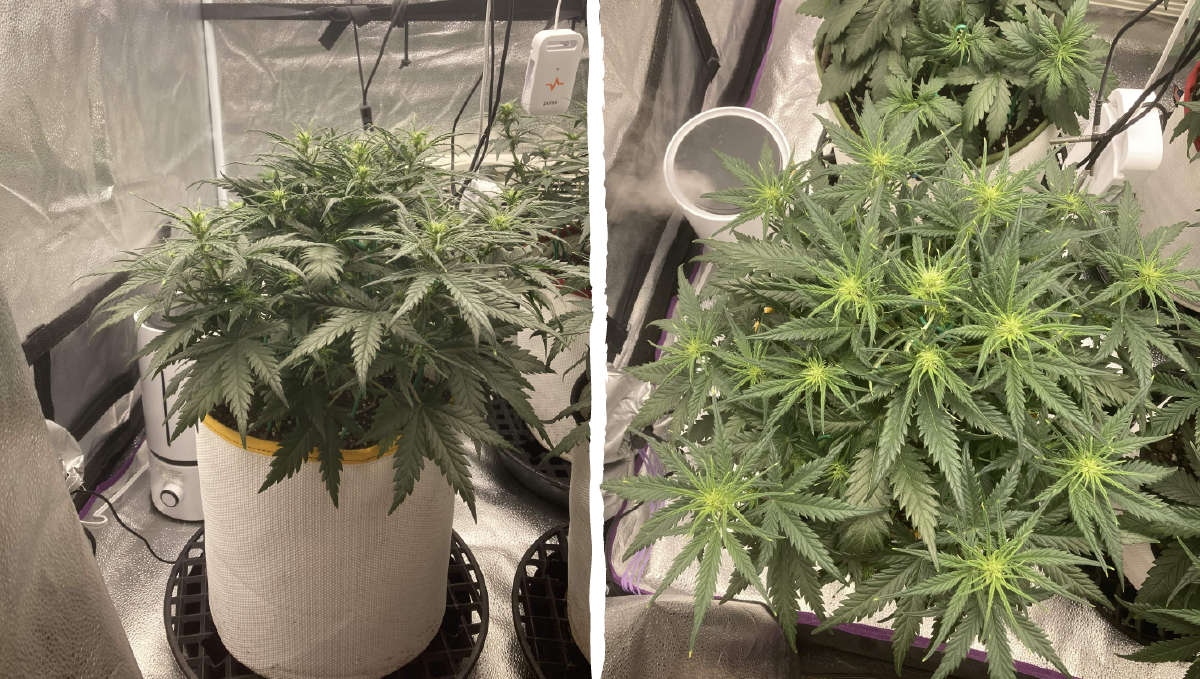 Trainwreck auto week-by-week: pre-flowering Trainwreck auto week-by-week: pre-flowering