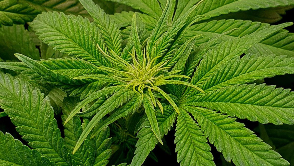 Wedding Cheesecake FF cannabis strain: transition (pre-flower) | week 7 | curvy, thin, and yellowish young leaves on top just before the budding starts Wedding Cheesecake FF cannabis strain: transition (pre-flower) | week 7 | curvy, thin, and yellowish young leaves on top just before the budding starts