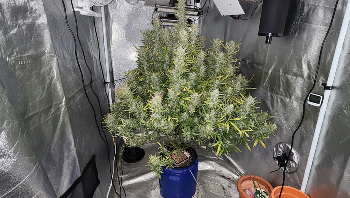 Gorilla Melon