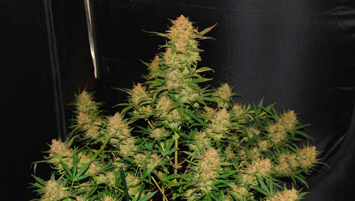 15 Best Strains for Male Arousal in 2022: OG Kush