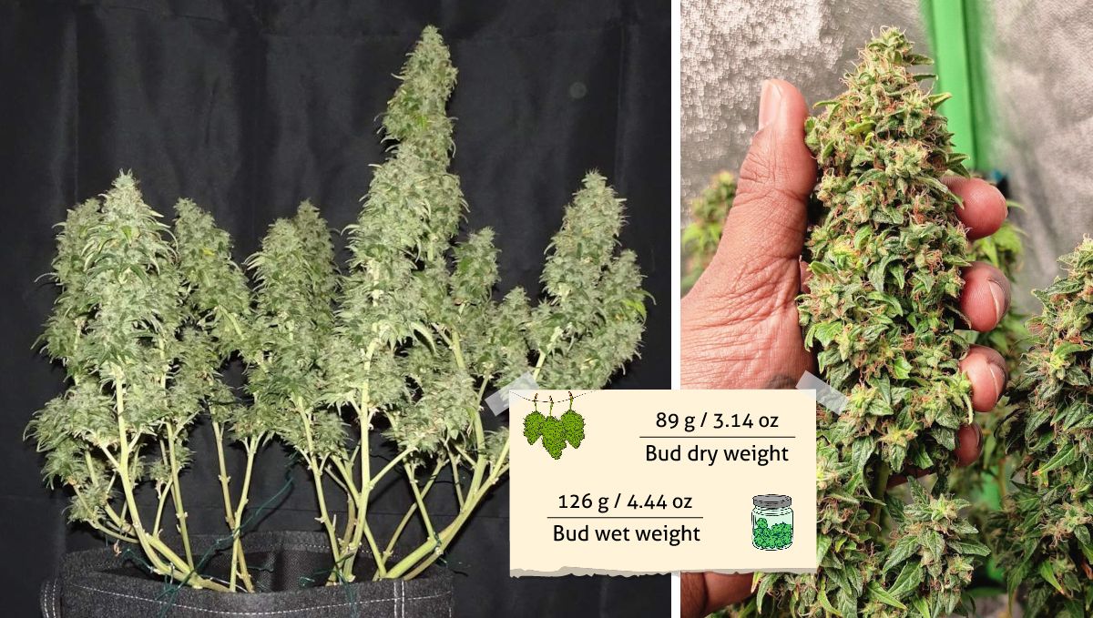 Amnesia Z Auto cannabis strain outcome: the plant stripped of most of its leaves before harvest and a grower's hand holding an enormous Sativa bud Amnesia Z Auto cannabis strain outcome: the plant stripped of most of its leaves before harvest and a grower's hand holding an enormous Sativa bud