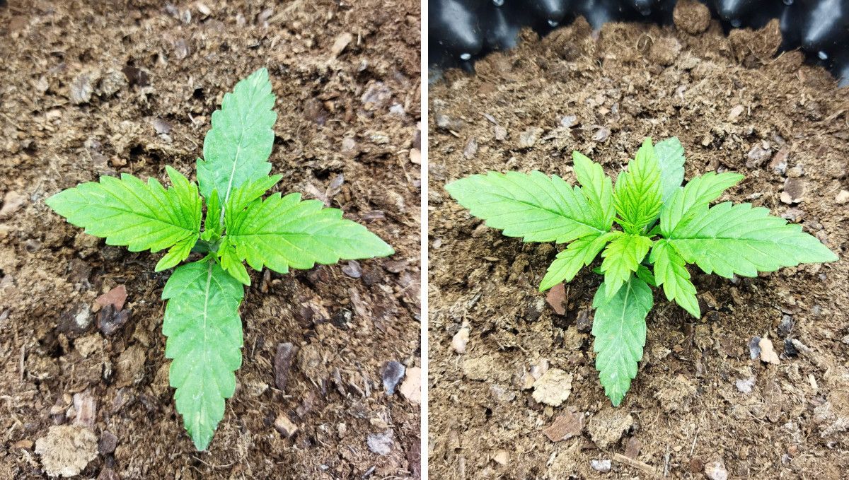 Auto Mazar cannabis strain: early veg | week 2 | the progress of a sapling in the second week