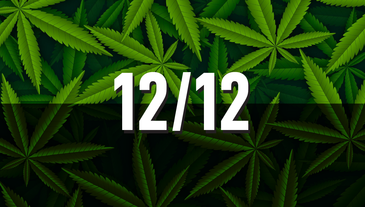 Best Light Schedule for Autoflowers: 12/12 Light Cycle for cannabis plants Best Light Schedule for Autoflowers: 12/12 Light Cycle for cannabis plants