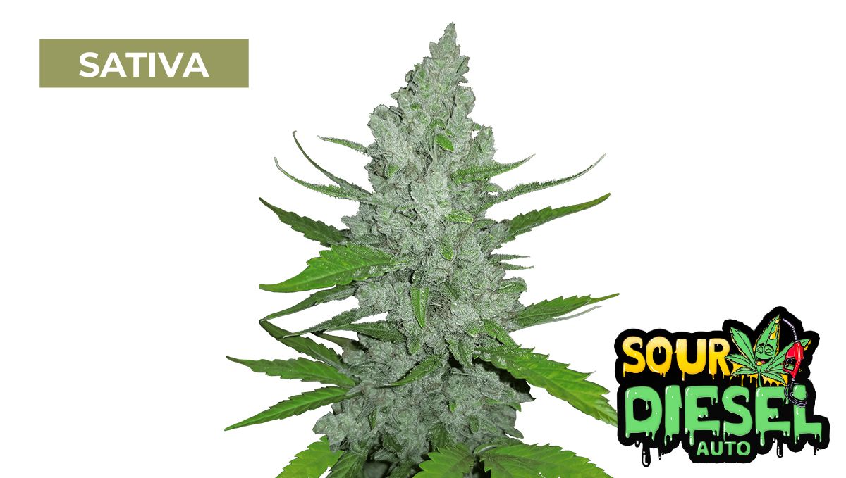 Sour Diesel Auto
