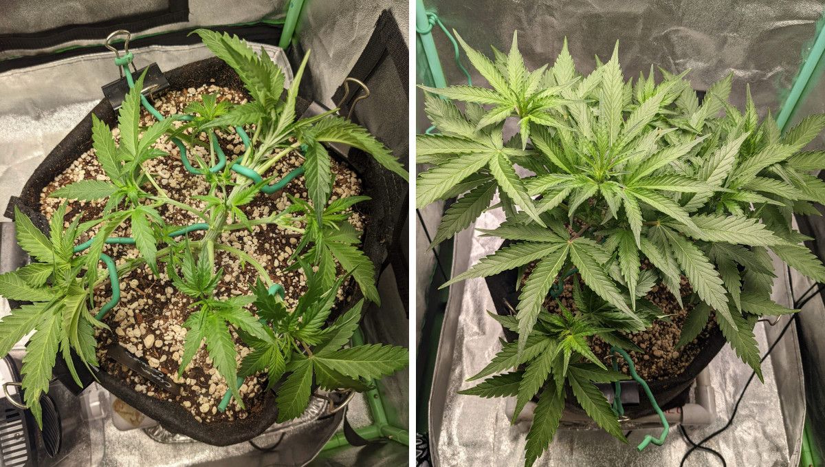 Cream Cookies Auto cannabis strain: mid veg | weeks 3-4 | a short-statured plant kept very close to the ground with training