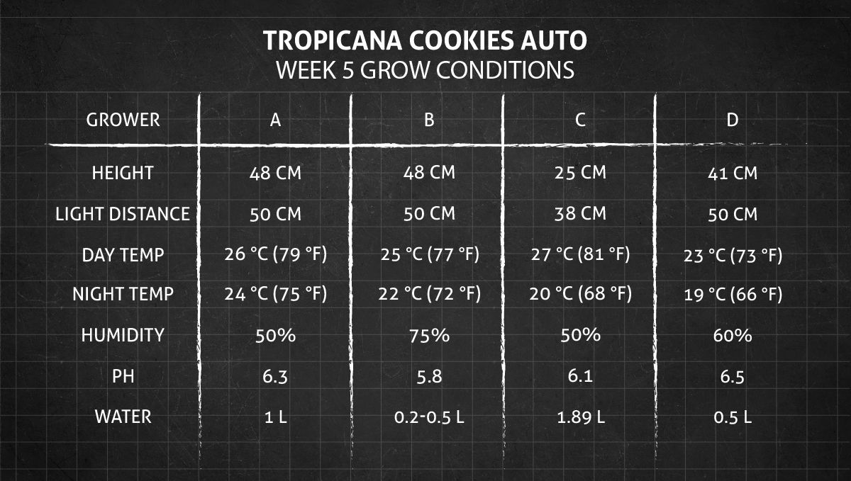 Tropicana Cookies Auto cannabis strain: week 5 grow conditions Tropicana Cookies Auto cannabis strain: week 5 grow conditions