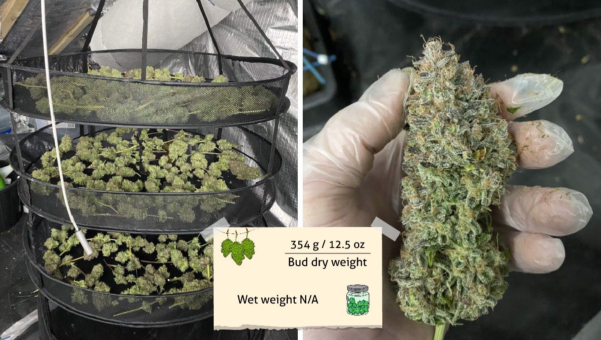 Tangie Auto cannabis strain: harvest pics Tangie Auto cannabis strain: harvest pics