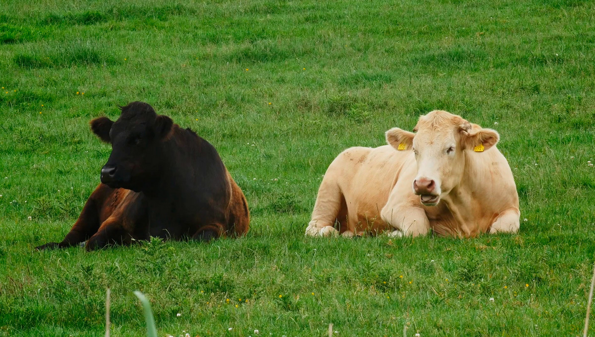 CBD in Weed Makes Cows Chill And Happy, Study Finds: A black and creamy-white cow lying down on the grass CBD in Weed Makes Cows Chill And Happy, Study Finds: A black and creamy-white cow lying down on the grass