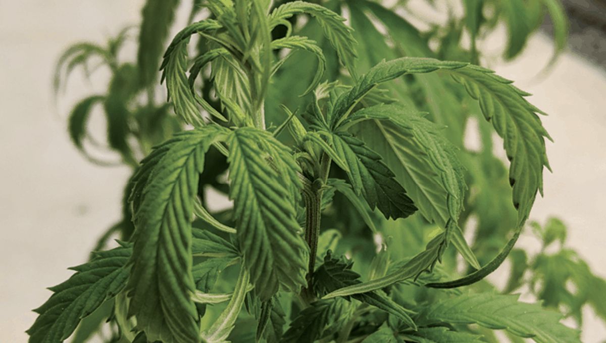 How to fix overwatered and underwatered cannabis plants: Understanding the importance of watering cannabis plants 