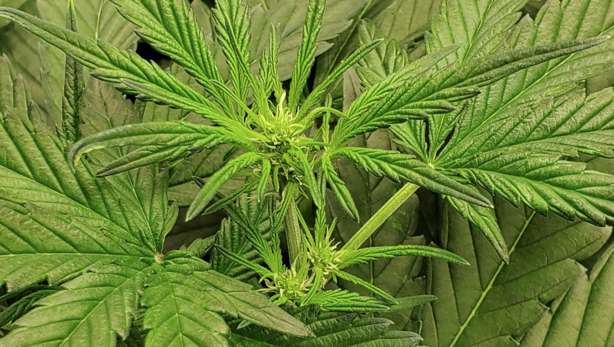 Super Lemon Haze Auto cannabis strain: transition (pre-flower) | week 5 | the top of an autoflower with the first buds forming Super Lemon Haze Auto cannabis strain: transition (pre-flower) | week 5 | the top of an autoflower with the first buds forming