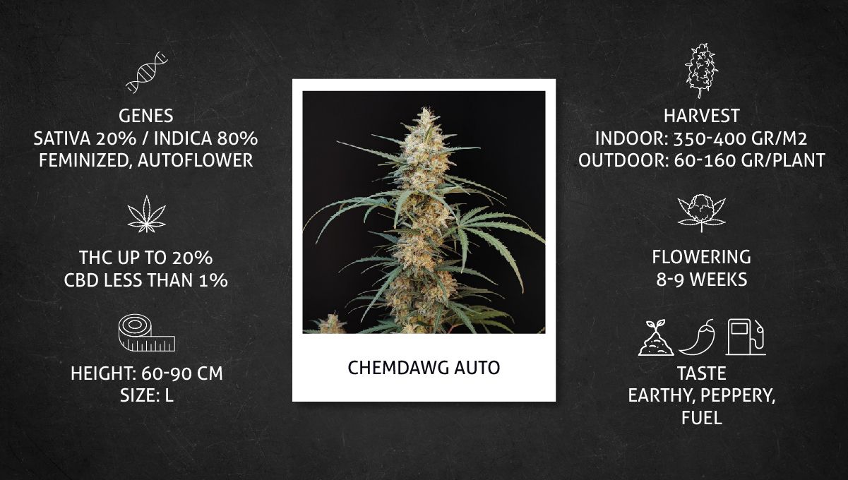 Chemdawg Auto Cannabis Strain specs sheet
