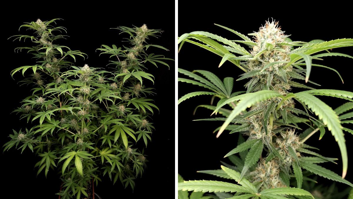 Wedding Cheesecake FF cannabis strain: ripening and harvest | weeks 12 | an indoor weed plant starting to mature and a closeup of its cola which is still covered in white pistils Wedding Cheesecake FF cannabis strain: ripening and harvest | weeks 12 | an indoor weed plant starting to mature and a closeup of its cola which is still covered in white pistils