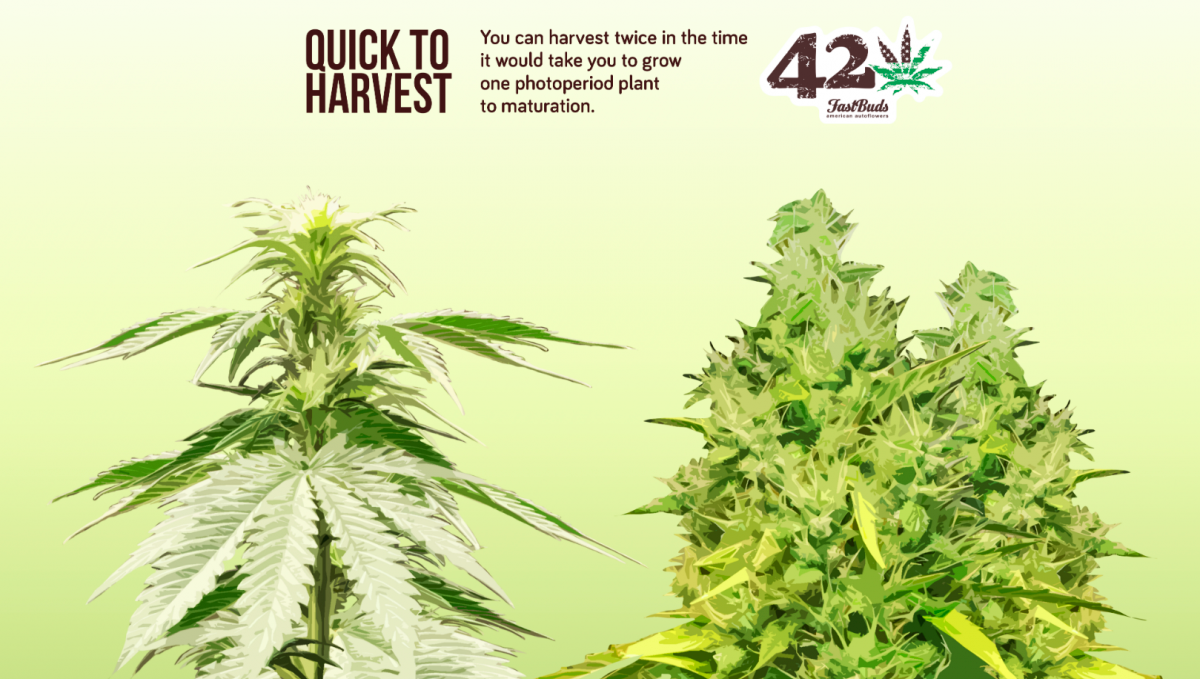 Autoflowering cannabis grows faster than photoperiod cannabis. Autoflowering cannabis grows faster than photoperiod cannabis.