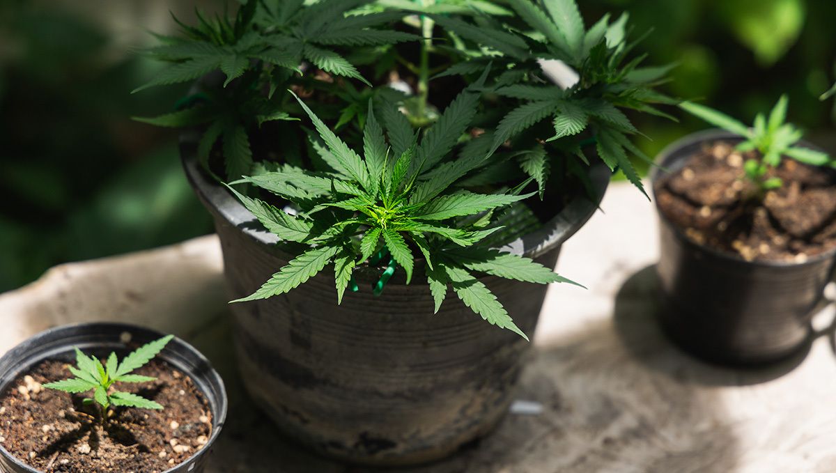 Can you grow autoflowers organically: basic organic soil recipe